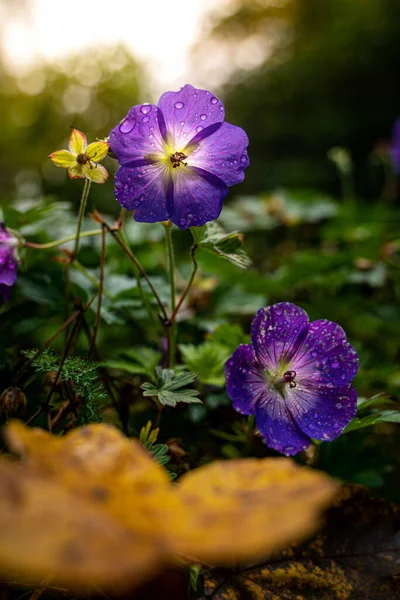 Mor Çiçeklerin Dikey Çekimi — Stok fotoğraf