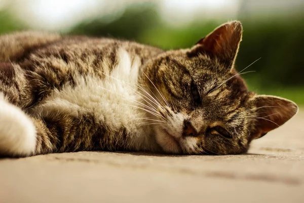Милий Короткошерстий Кіт Лежить Підлозі Вдень — стокове фото