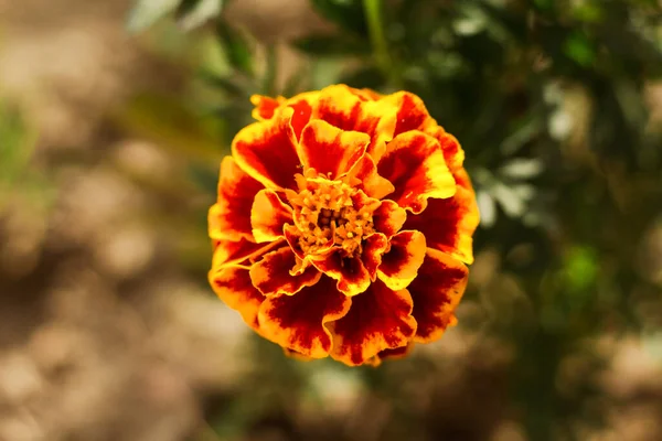 Una Hermosa Flor Caléndula Naranja Jardín — Foto de Stock