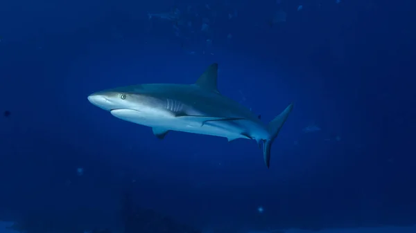 Requin Nageant Dans Eau Bleue Vie Sous Marine — Photo