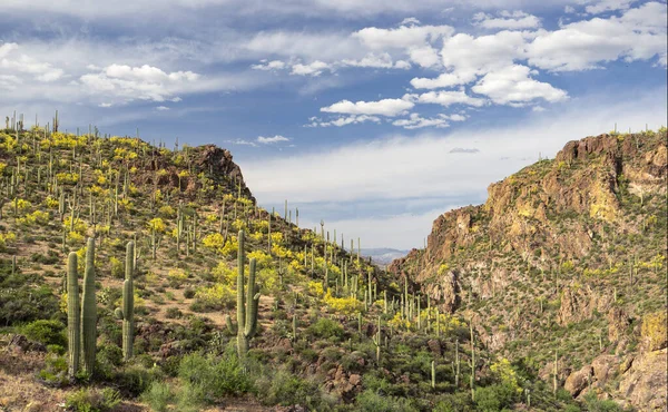 The AD Wash cut a gap in the Buckhorn Mountains on its way to merge with Castle Creek in Maricopa County, Arizona