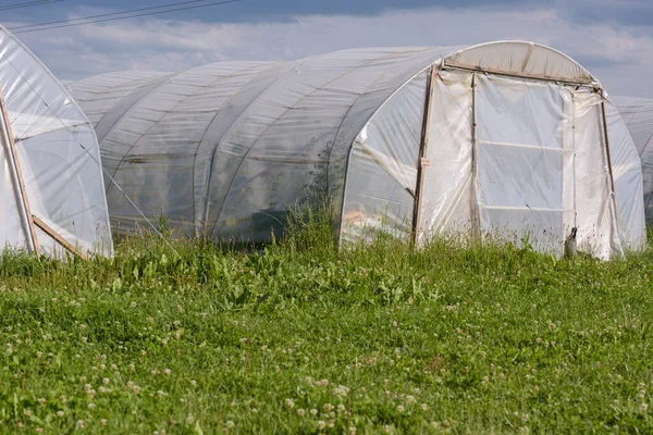 生物蔬菜生产的温室 — 图库照片