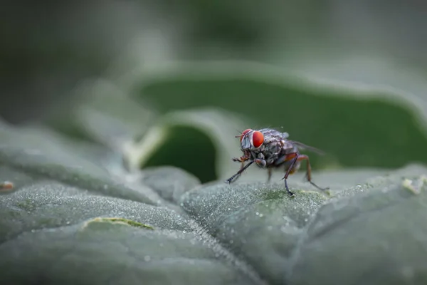 Tiro Close Uma Mosca Sentada Uma Folha Verde — Fotografia de Stock