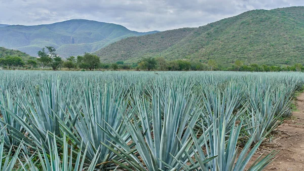 Plantação Agave Azul Campo Para Fazer Tequila Conceito Indústria Tequila — Fotografia de Stock