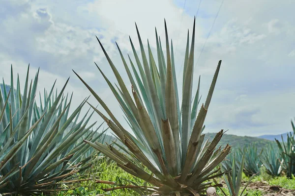 Plantation Agaves Bleues Sur Terrain Pour Faire Tequila Concept Tequila — Photo