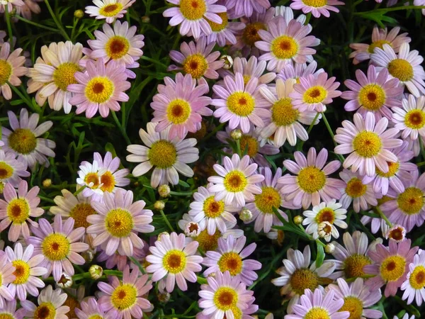 Tarladaki Açık Pembe Renkli Papatyaların Üst Görüntüsü — Stok fotoğraf