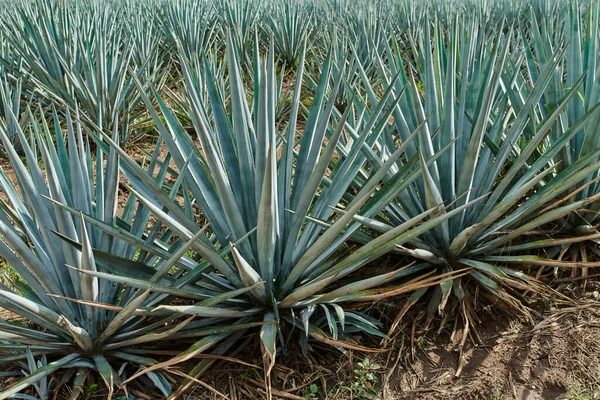 Modrá Agave Plantáž Terénu Aby Tequila Koncept Tequila Průmyslu — Stock fotografie