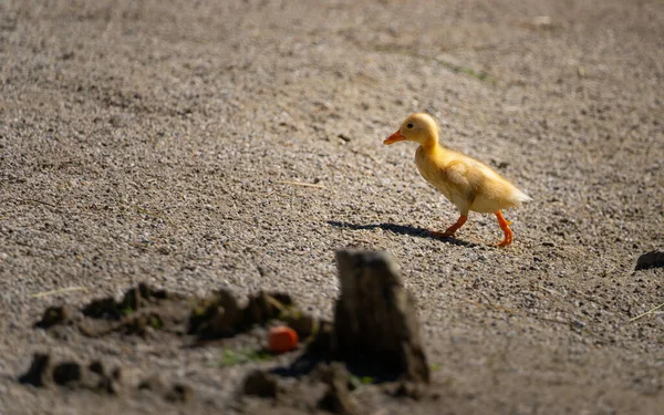 Único Patinho Caminhando Areia — Fotografia de Stock