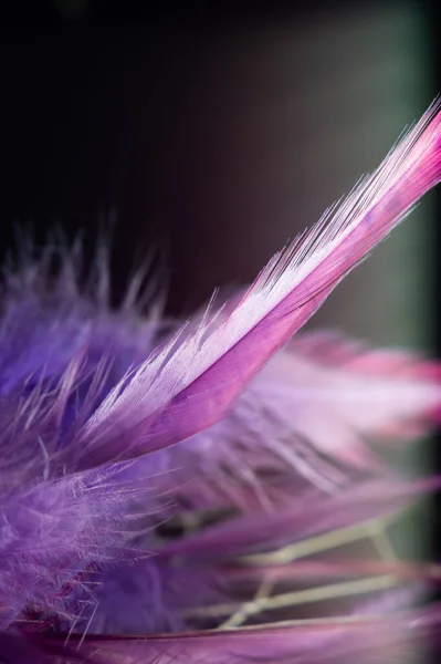 Vertical Closeup Shot Fluffy Purple Feathers — Stock Photo, Image