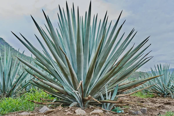 Plantación Agave Azul Campo Para Hacer Tequila Concepto Tequila Industria —  Fotos de Stock