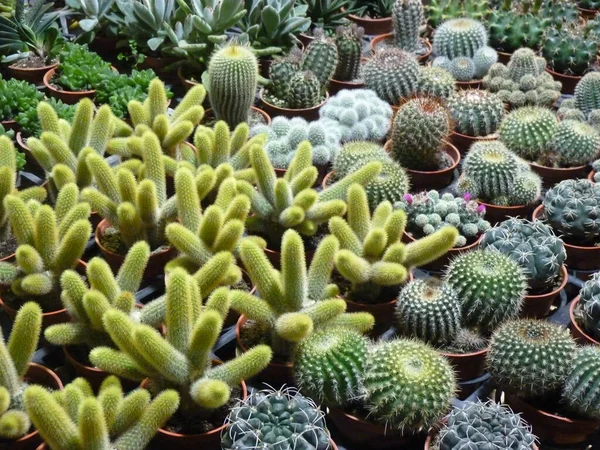 Különböző Kaktuszok Zamatos Növények Kertészeti Edényekben — Stock Fotó