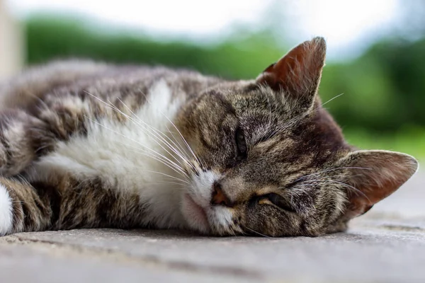 Милий Короткошерстий Кіт Лежить Підлозі Вдень — стокове фото