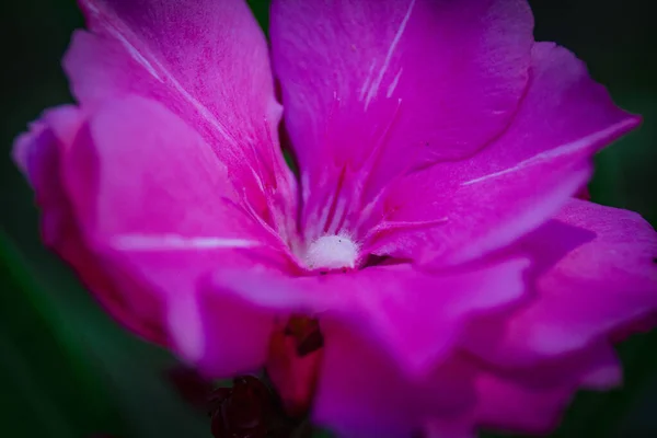 Ένα Κοντινό Πλάνο Από Ένα Όμορφο Ροζ Πελαργόνιο — Φωτογραφία Αρχείου