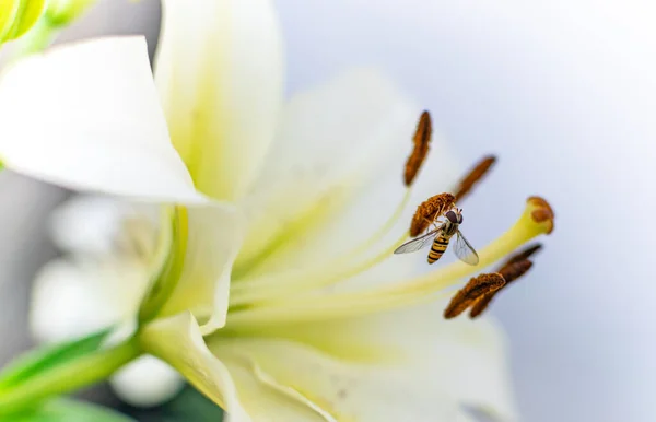 Zbliżenie Ujęcie Pszczoły Białej Lilii Stamen — Zdjęcie stockowe