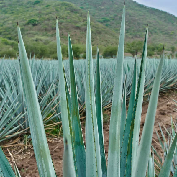 Blue Agave Φυτεία Στο Πεδίο Για Κάνει Τεκίλα Έννοια Βιομηχανία — Φωτογραφία Αρχείου