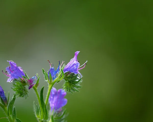 Närbild Skott Blommande Lila Blommor — Stockfoto