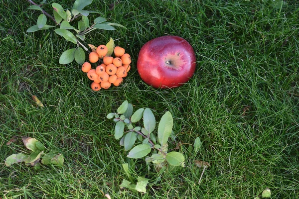 Una Vista Superior Una Manzana Roja Hojas Otoño Bayas Serbal — Foto de Stock