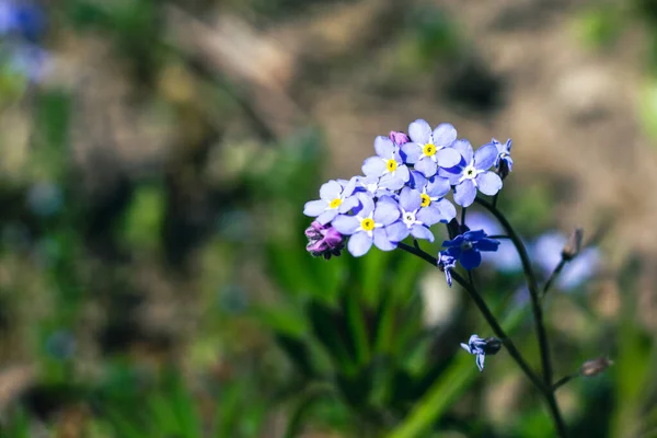 Belas Flores Azuis Uma Planta Florescente — Fotografia de Stock