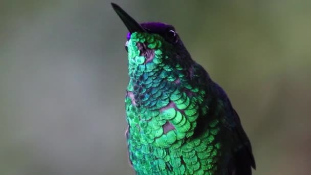 Hermoso Pavo Real Pájaro Con Hojas Verdes — Vídeos de Stock