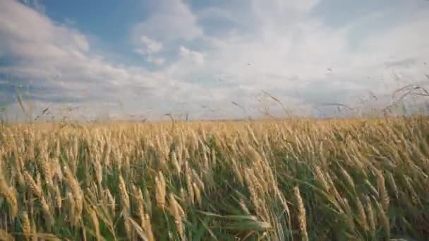 Campo Trigo Campo — Vídeos de Stock