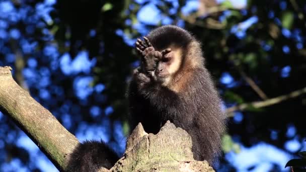 Close Macaco Bonito — Vídeo de Stock