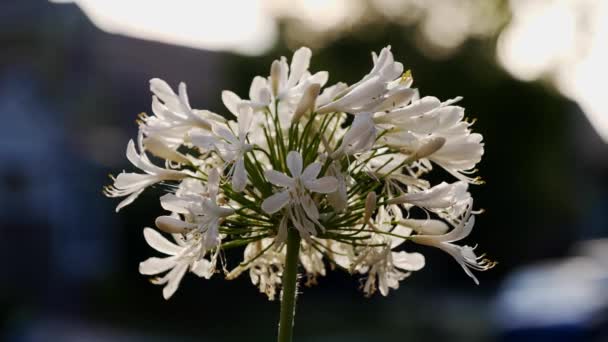 Vackra Blommor Trädgården — Stockvideo