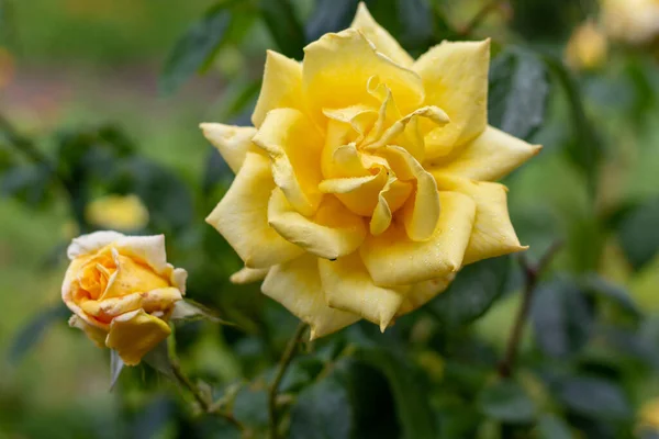 Las Hermosas Rosas Amarillas Floreciendo Jardín — Foto de Stock