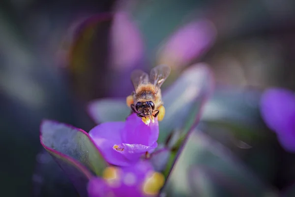 Ένα Κοντινό Πλάνο Μιας Μέλισσας Ένα Μωβ Λουλούδι — Φωτογραφία Αρχείου