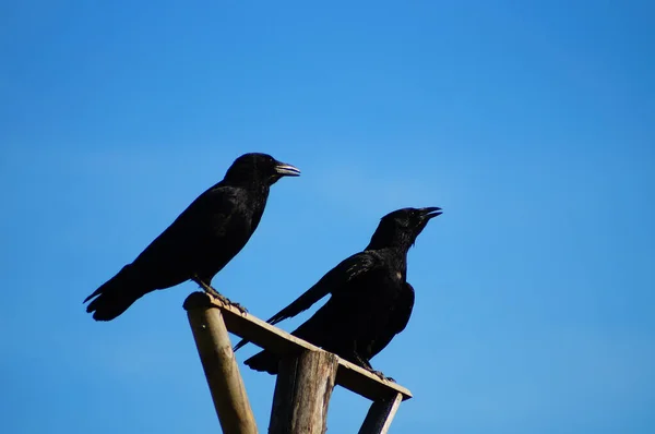 Zwei Krähen Hitzestress Beobachten Das Gebiet Auf Einem Greifvogelbarsch — Stockfoto