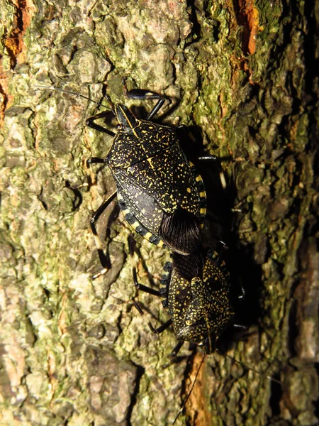 2匹の大きな白亜の地甲虫が質感のある表面に — ストック写真