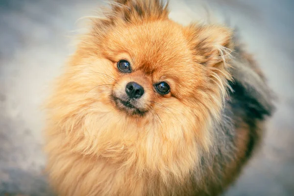 Retrato Adorable Perro Pomerano Bajo Las Luces Con Fondo Borroso — Foto de Stock