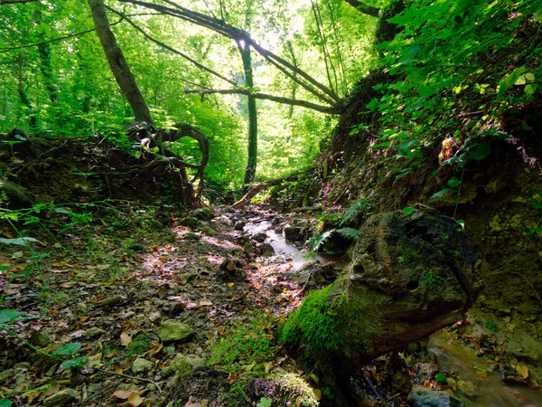 Uno Stretto Ruscello Immerso Nel Verde Rocce Ricoperte Muschi Bosco — Foto Stock