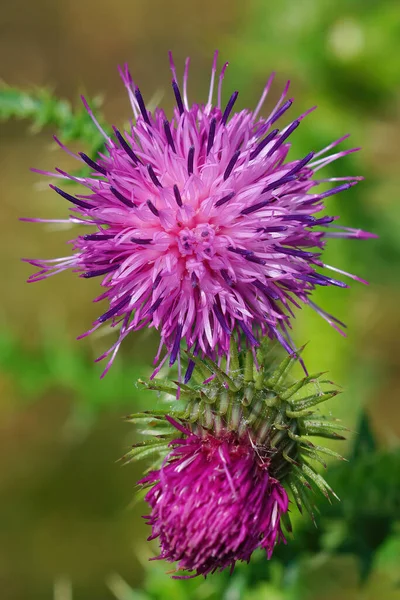 Een Closeup Van Paarse Carduus Crispus Bloem Een Achtergrond Van — Stockfoto