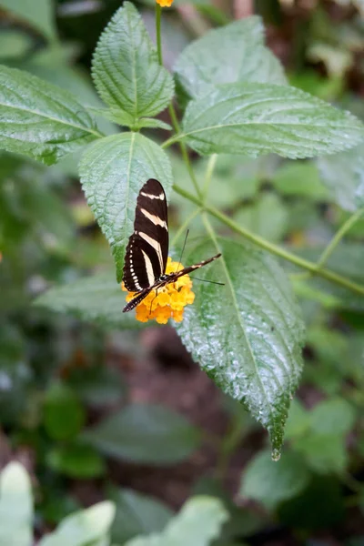 Papillon Nuit Sur Une Fleur Jaune — Photo