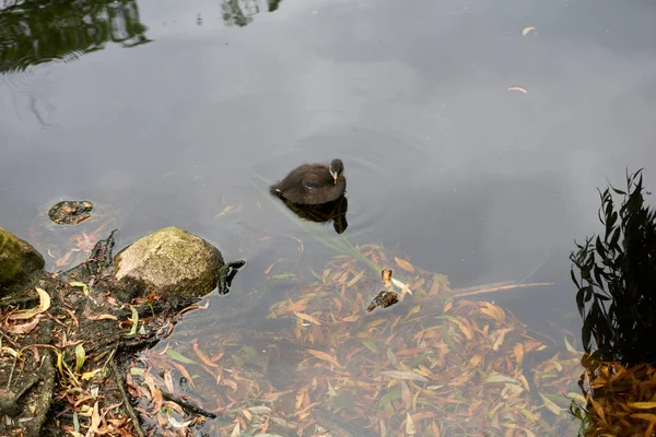 Adorable Canard Nageant Dans Lac Seul — Photo