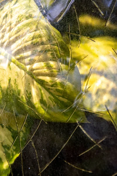 Colpo Verticale Foglie Verdi Che Riflettono Una Superficie Vetro — Foto Stock