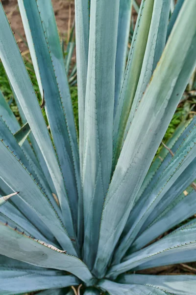 Primer Plano Agave Azul Campo Para Hacer Tequila Concepto Industria —  Fotos de Stock