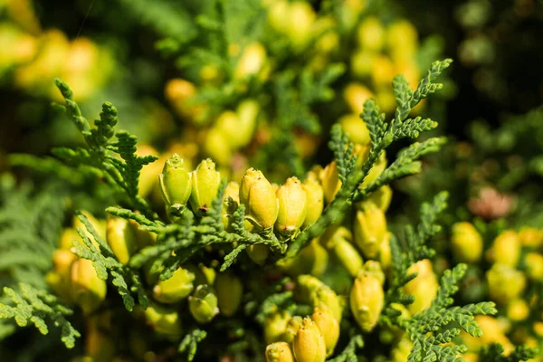 Blooming Flowers Eastern Arborvitae Tree — Stock Photo, Image