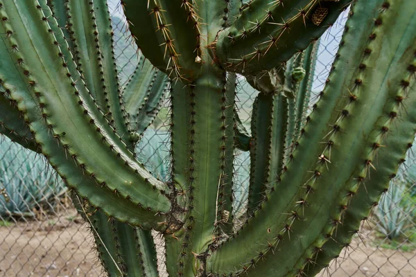 Cactus Detalle Con Espinas Aire Libre Dentro Primer Plano Concepto —  Fotos de Stock