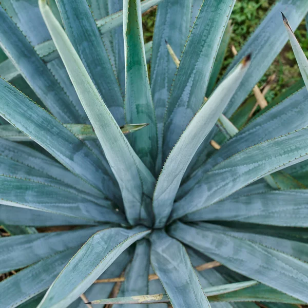 Close Agave Azul Campo Para Fazer Tequila Conceito Indústria Tequila — Fotografia de Stock