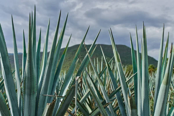 Plantación Agave Azul Campo Para Hacer Tequila Concepto Tequila Industria —  Fotos de Stock