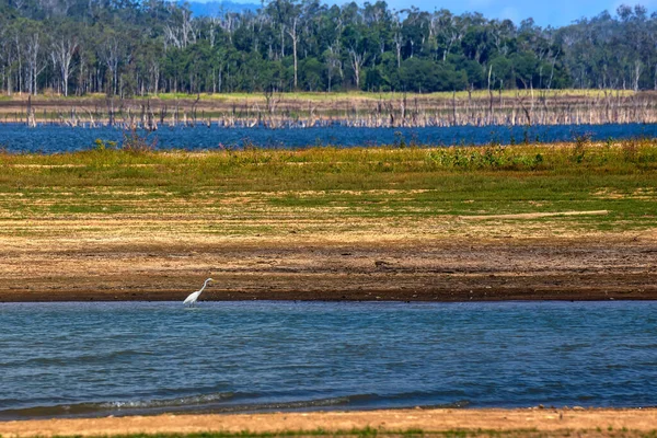 Velké Egret Brodící Jezeře Tinaroo Atherton Tablelands Queenslandu Austrálie Nízkou — Stock fotografie