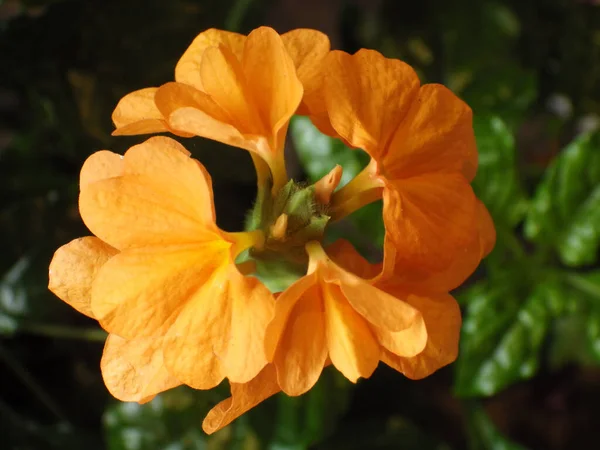 太陽の下で繊細なオレンジ色のクロサンドラの花 — ストック写真
