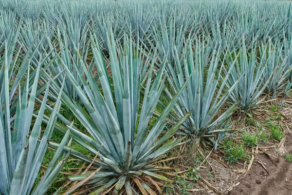 Modrá Agave Plantáž Terénu Aby Tequila Koncept Tequila Průmyslu — Stock fotografie