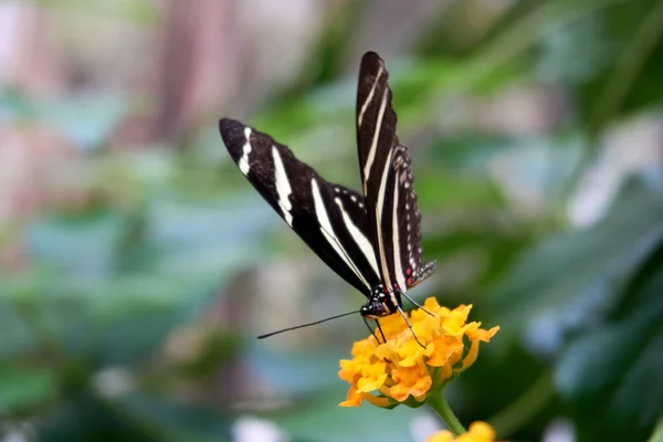 Motýl Žlutém Květu — Stock fotografie