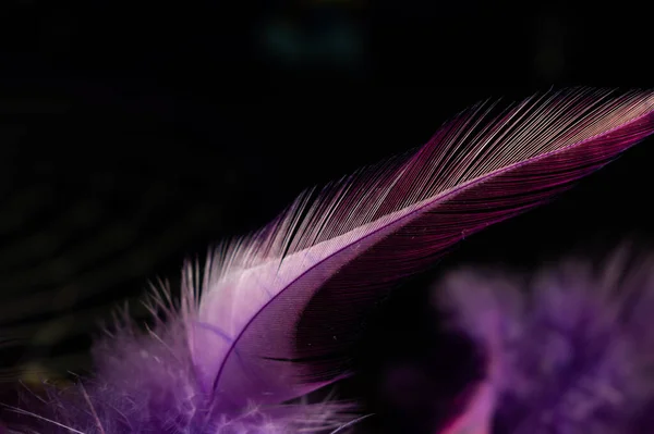 Close Shot Purple Feather — Stock Photo, Image