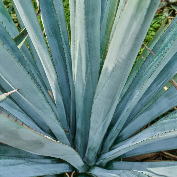 Detailní Záběr Modré Agave Terénu Aby Tequila Koncept Tequila Průmyslu — Stock fotografie