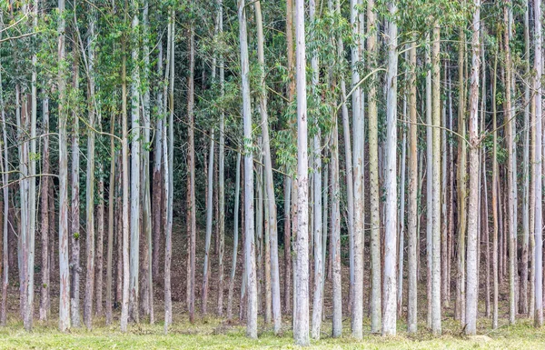 Disparo Bosque Eucaliptos — Foto de Stock