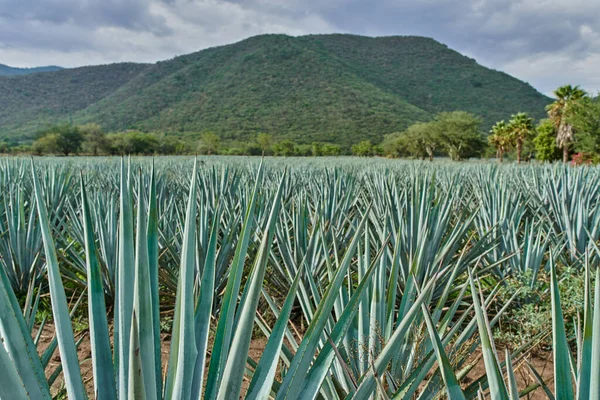 Modrá Agave Plantáž Terénu Aby Tequila Koncept Tequila Průmyslu — Stock fotografie