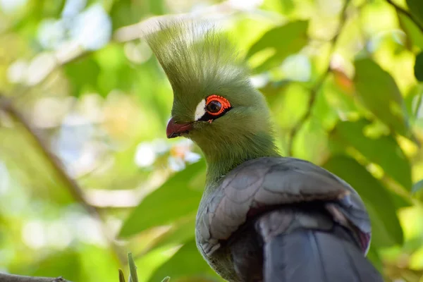 Livingstone Turaco Tauraco Livingstonii Wild Rain Forest — Stock Photo, Image